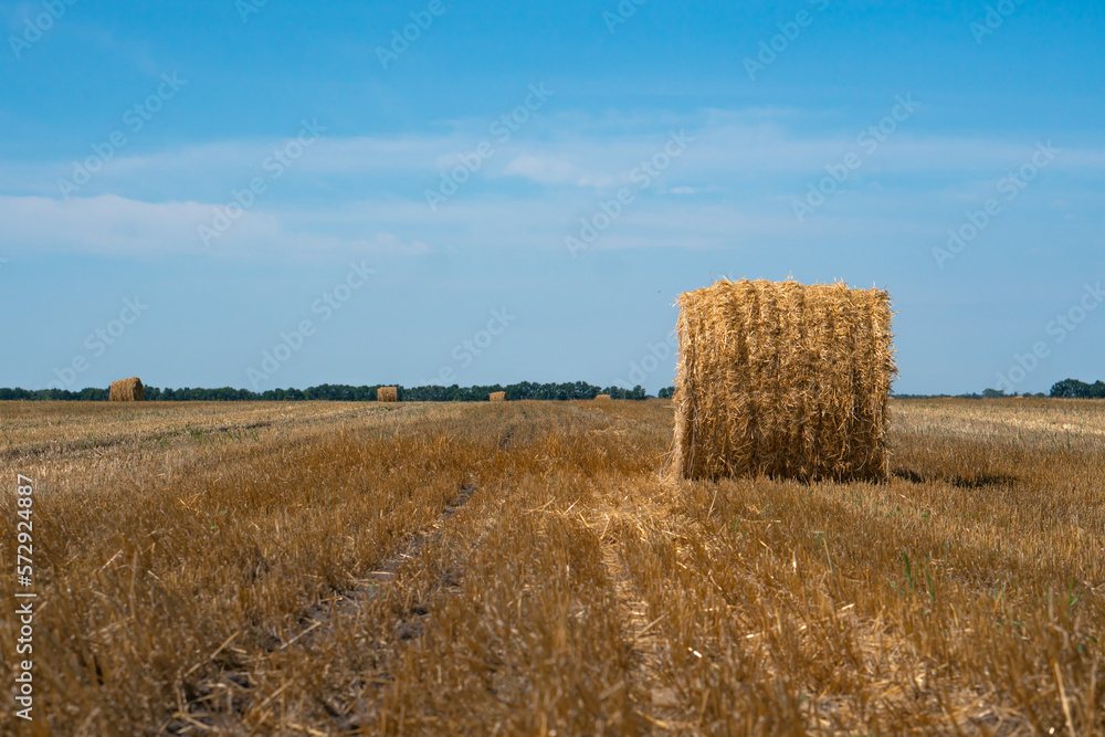 Hay bale. Agriculture field with sky. Rural nature in the farm land. Straw on the meadow.