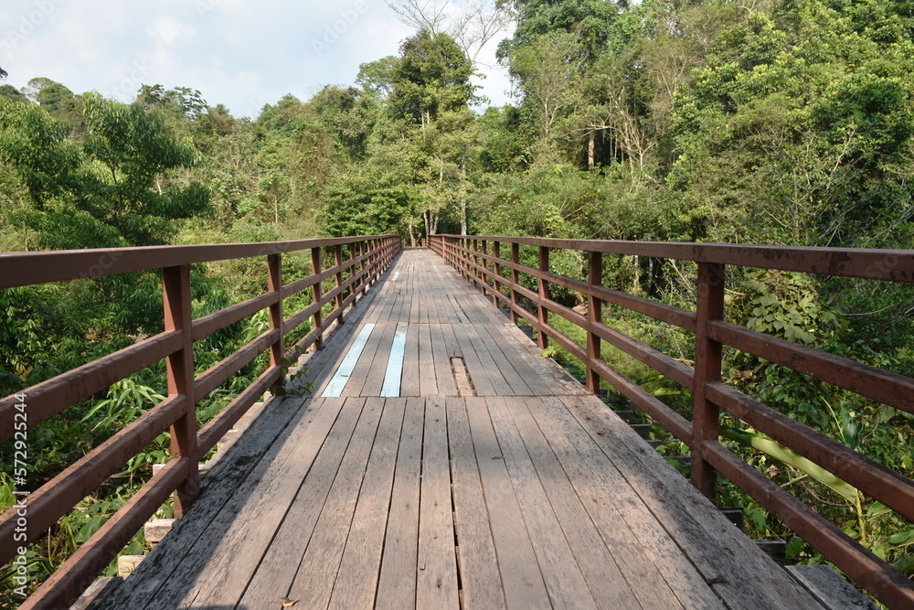 wooden bridge cross little canal in mangrove forest