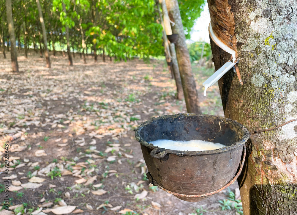 rubber in cup Thai economic crops rubber in cup Thai economic crops