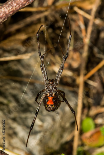 Black Widow Spider - Latrodectus mactans