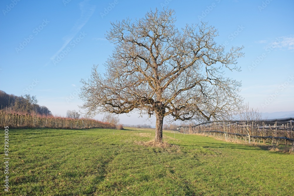 a photographed tree in nature in southern Germany a photographed tree in nature in southern Germany