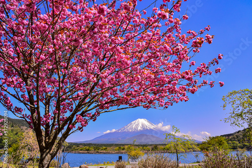 精進湖から富士山と八重桜