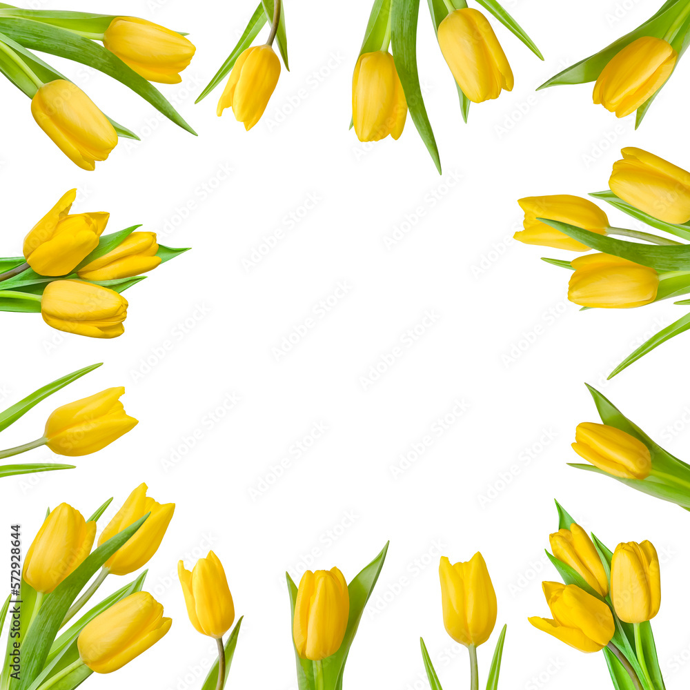 Collection of yellow tulips. A frame of flowers. Flower decoration. Isolated. Spring flowers. Spring background. Festive background. Copy space Collection of yellow tulips. A frame of flowers. Flower decoration. Isolated. Spring flowers. Spring background. Festive background. Copy space