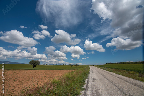 solo tree and asphalt road between fields and white clouds on blue sky
