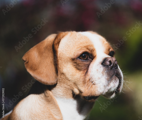 Fotografie dog portrait
