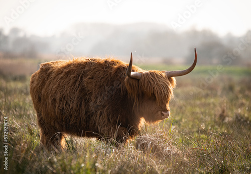 Obraz na plátně scottish highland cow