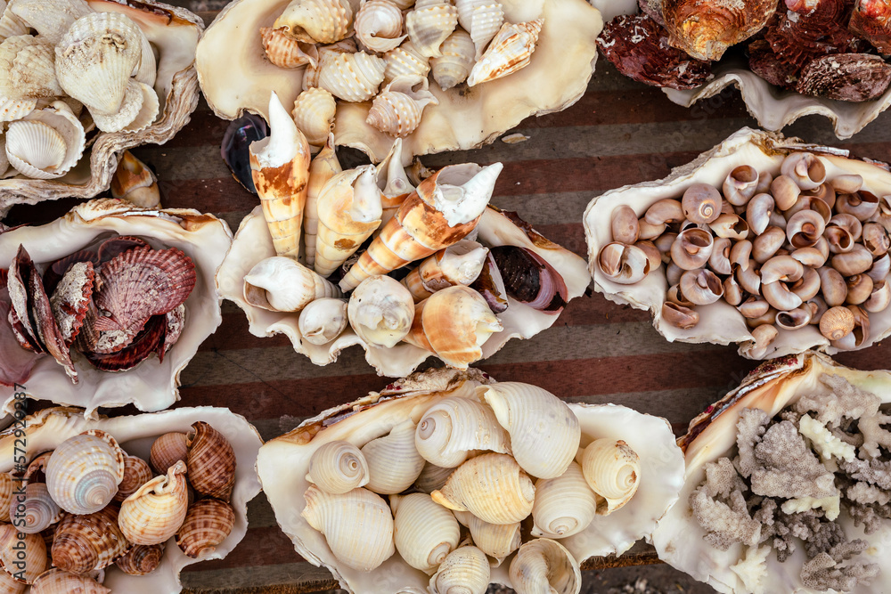 Marine Shells sold as Souvenirs in Alexandria market, Egypt. Africa. Marine Shells sold as Souvenirs in Alexandria market, Egypt. Africa.