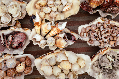 Marine Shells sold as Souvenirs in Alexandria market, Egypt. Africa.