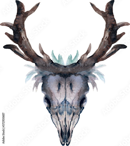 Boho Horns bull and deer with sucuulents cactus plants isolated elements transparent background