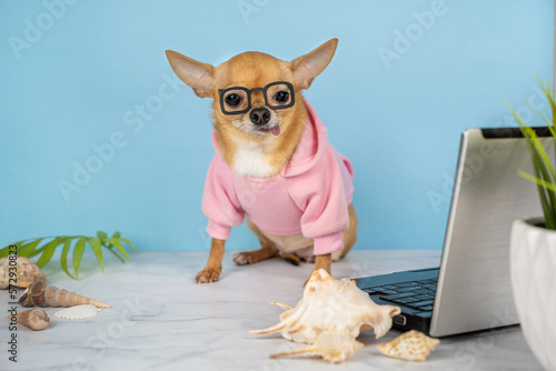 A red chihuahua dog with glasses and a pink hoodie on a blue background with a laptop. The concept of remote work for programmers, designers, freelancer. Work at sea and recreation, online education. 