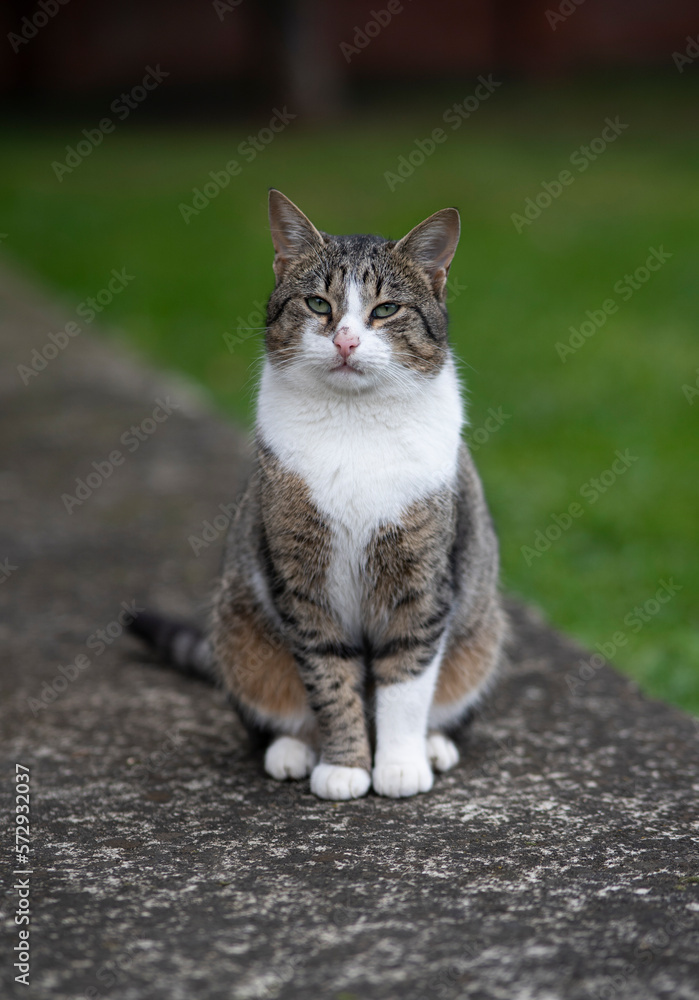 Serious domestic cat sitting and looking at camera. Serious domestic cat sitting and looking at camera.