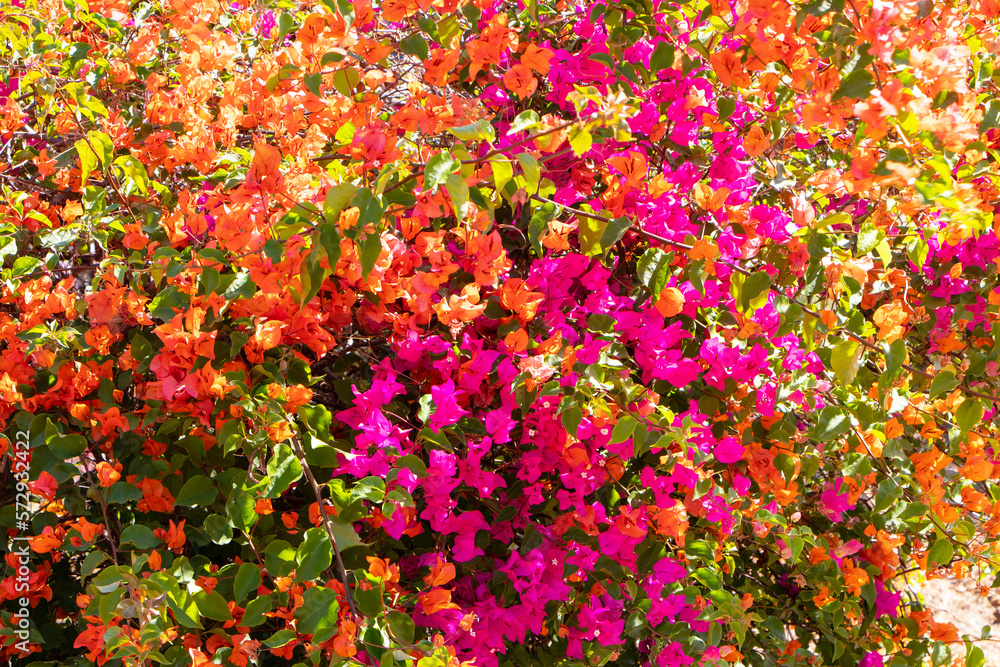 Bougainvillea flowers plant tree in summer season. There are pink and purple multi color magenta. Wallpaper texture pattern background. Size from small bush to large bush. Beautiful ornamental plant.