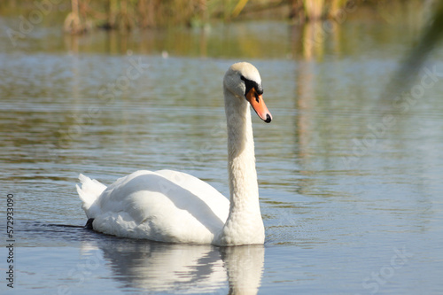 Closeup of white swan floating on rippled lake with reflections