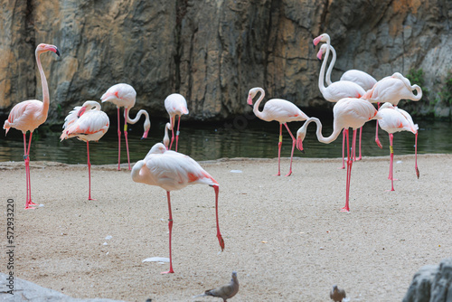 Group of Flamingos  a type of Wading Bird in the Family Phoenicopteridae in a Natural Area