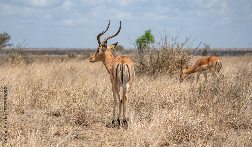 Naklejka premium Male Impala (Aepyceros Melampus), rear view, in Kruger National Park, South Africa
