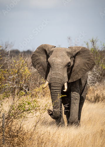 Male Elephant (Loxodonta Africana) in the Kruger National Park, South Africa