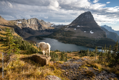 Mountain Goat in front of Bearhat Mountain in Glacier Natioinal Park photo