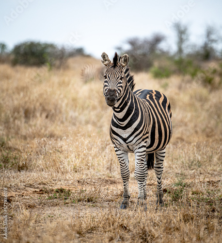 Zebras in the Kruger National Park  South Africa