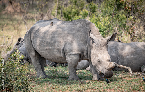 White Rhinoceros  Ceratotherium Simum  in Kruger National Park  South Africa