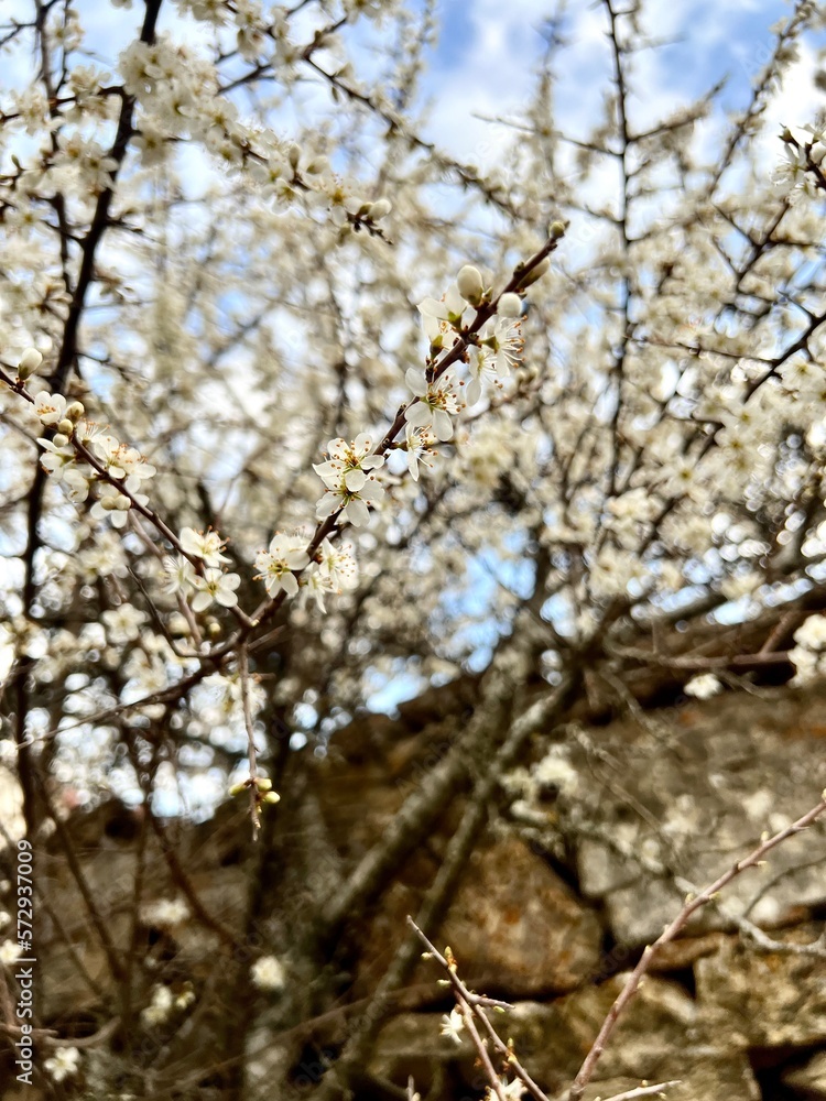 Close up of white flowers on branches, Beautiful white cherry blossoms with blue sky in the background, White cherry blossoms in their natural environment Close up of white flowers on branches, Beautiful white cherry blossoms with blue sky in the background, White cherry blossoms in their natural environment