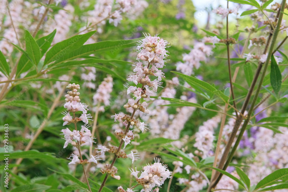 Obraz premium Vitex canabifolia grown in a rustic farm garden. White flowers in farming and harvesting. Alpine grassland.