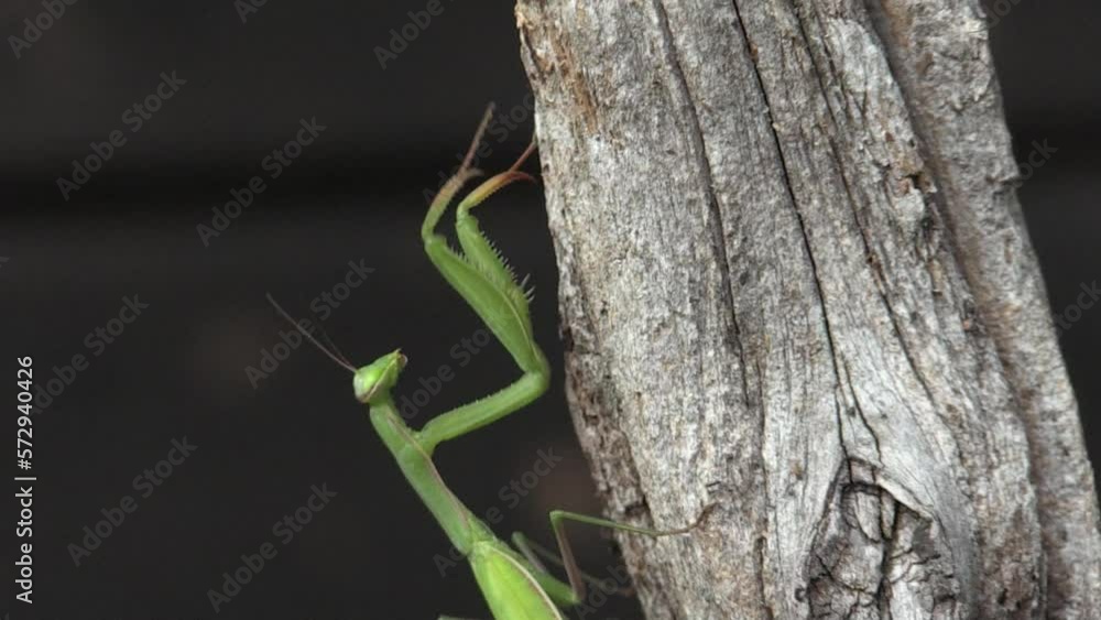 Mantide religiosa Mantis religiosa,Praying mantis Mantide religiosa Mantis religiosa,Praying mantis