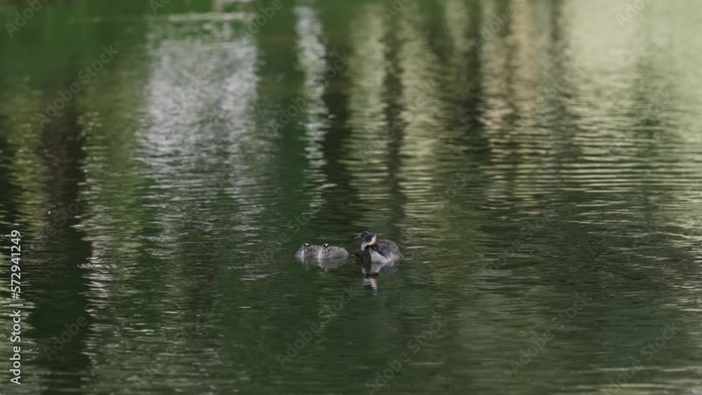 Slow motion Great Crested Grebe with chicks in a middle of a lake or pond Slow motion Great Crested Grebe with chicks in a middle of a lake or pond