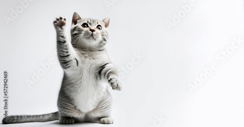 Cat on white isolated background. Cute pet with two paws up reaching for something. Head facing up. Wide horizontal background with lots of free blank, copy space. Natural studio light. Generative AI. © pawczar