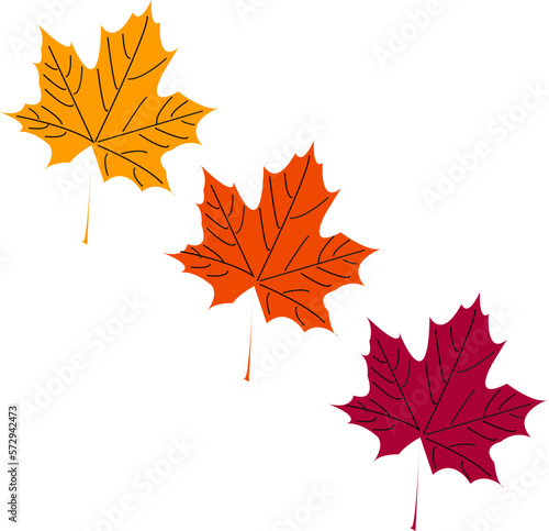 three maple leaves in different colors