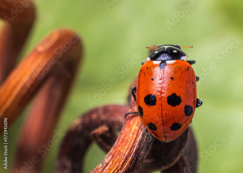 Ladybug or ladybird or Coccinellidae 