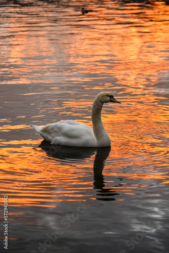 swan on the lake at sunset