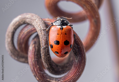 Ladybug or ladybird or Coccinellidae 