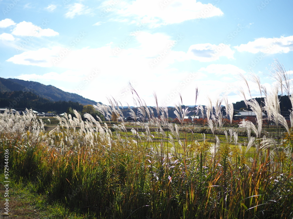 Fototapeta premium OLYMPUS DIGITAL CAMERA