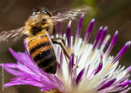 Bee