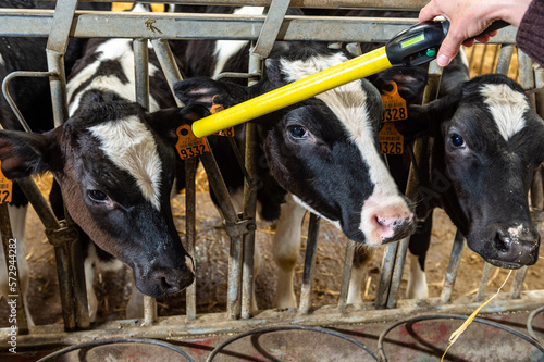 Controle et identification de veaux. Lecture de la boucle électronique à l'aide du baton de lecture. Race prim holstein. Parc à veaux