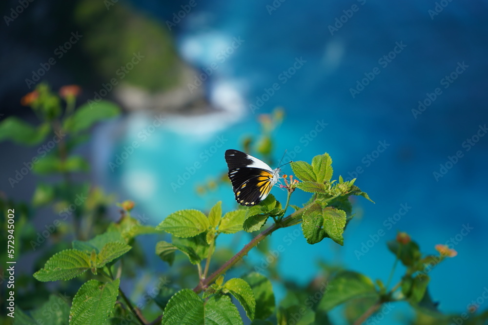 Butterfly Butterfly