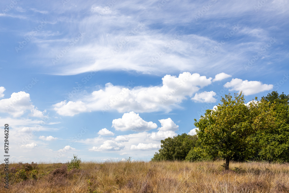 A colorful low angle shot of a Dutch landscape with grass, heather, trees and blue sky with clouds A colorful low angle shot of a Dutch landscape with grass, heather, trees and blue sky with clouds