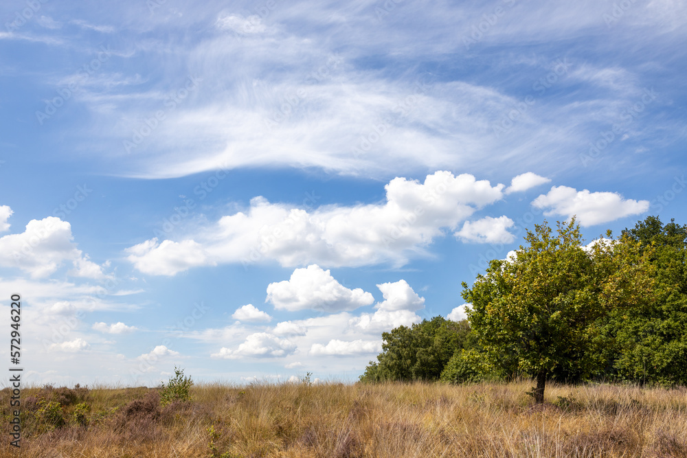 A colorful low angle shot of a Dutch landscape with grass, heather, trees and blue sky with clouds