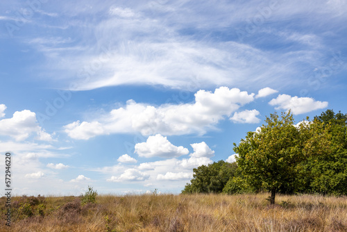 A colorful low angle shot of a Dutch landscape with grass, heather, trees and blue sky with clouds