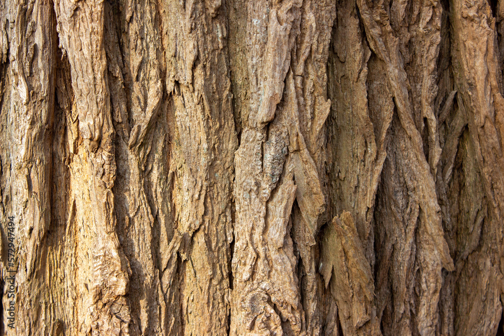 Tree bark of a regular European tree Tree bark of a regular European tree