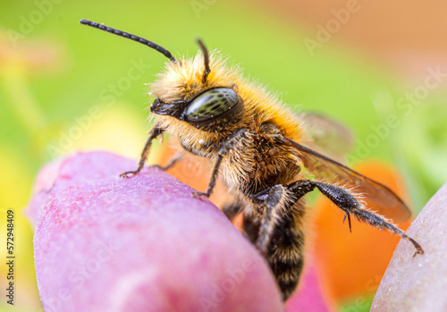 Bee