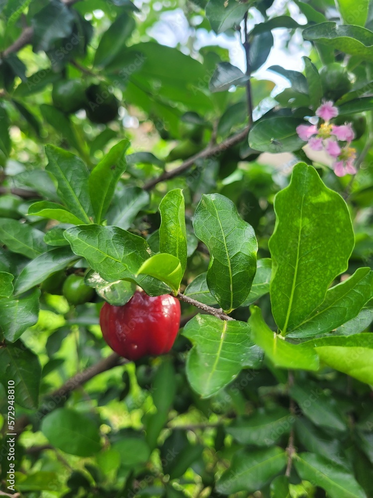 red currant berries red currant berries