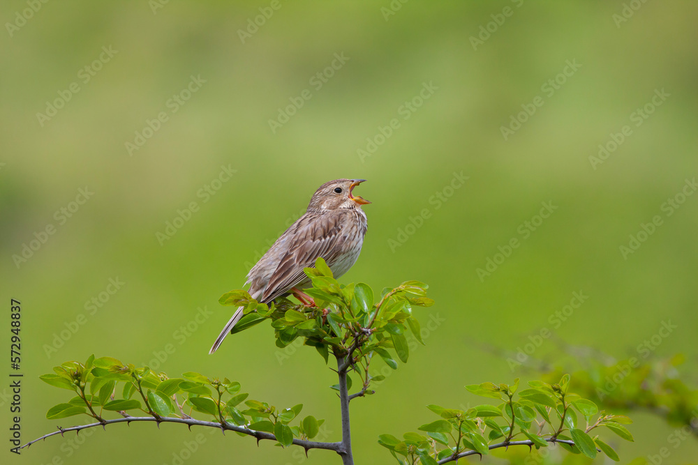 Fototapeta premium songbird in the woods, Corn Bunting, Emberiza calandra