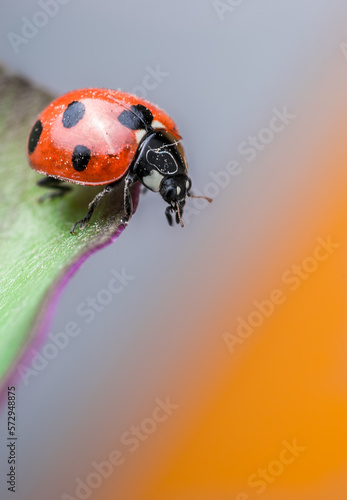 Macro shoot ladybug,