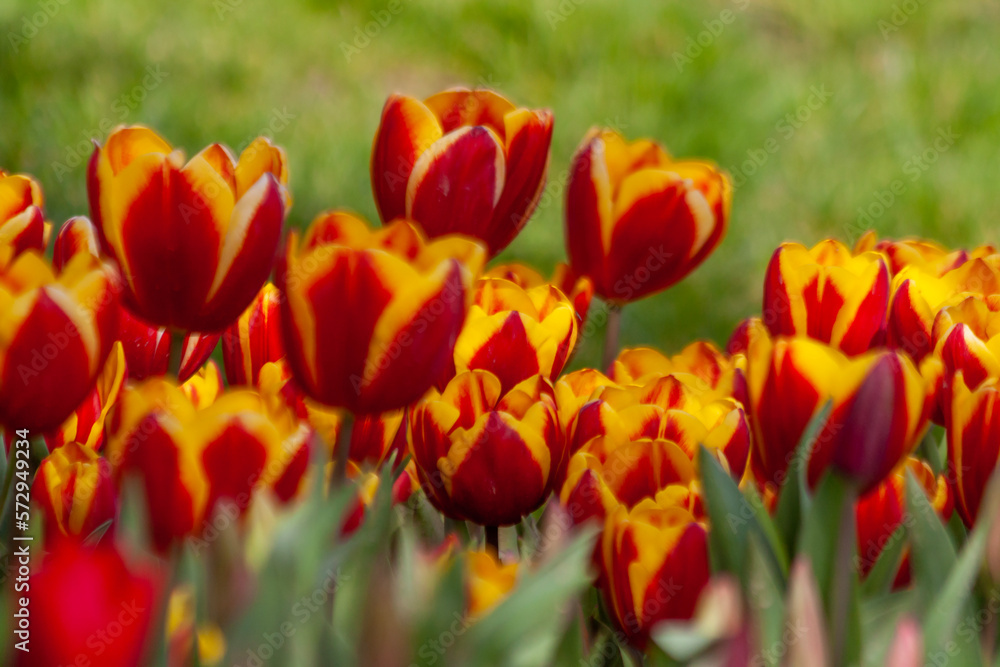tulips of yellow and red colors tulips of yellow and red colors