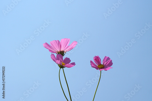 Beautiful cosmos flowers blooming in the sun blue sky background