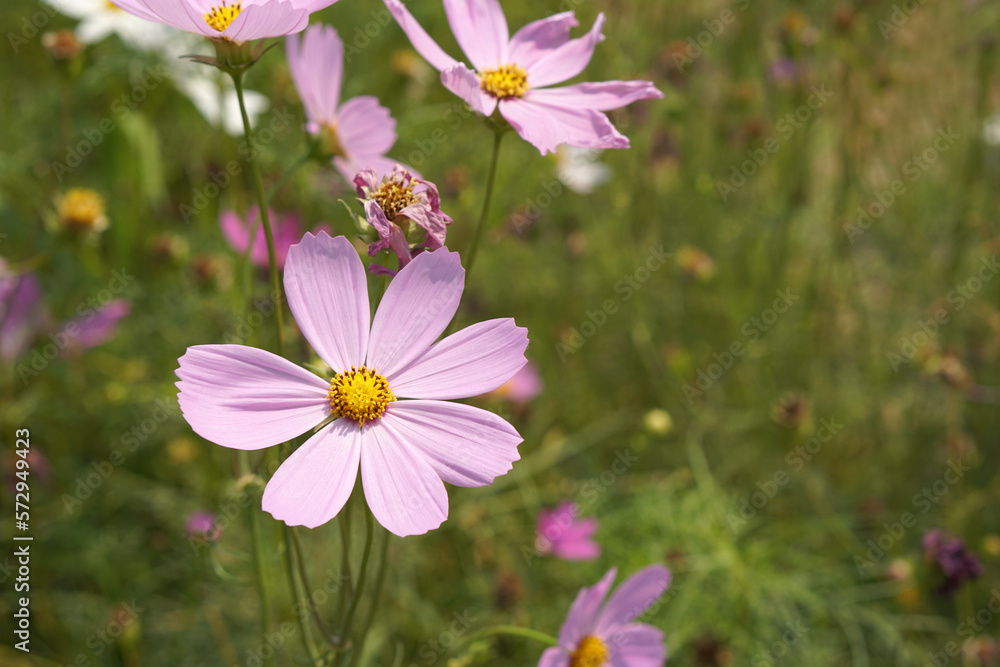 Colorful cosmos flowers bloom in the beautiful sunlight. Colorful cosmos flowers bloom in the beautiful sunlight.