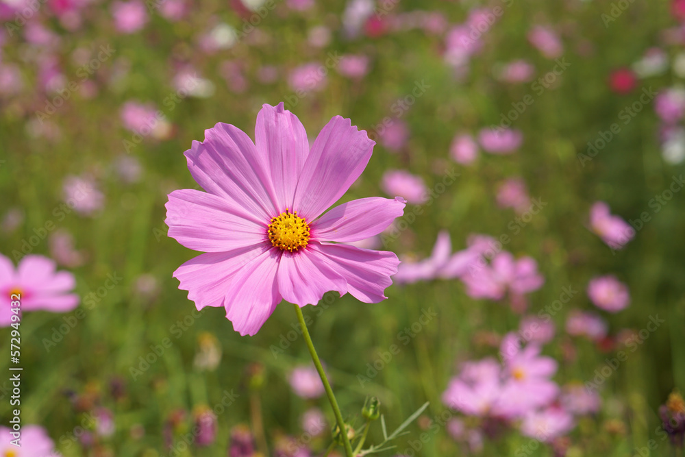 Colorful cosmos flowers bloom in the beautiful sunlight. Colorful cosmos flowers bloom in the beautiful sunlight.