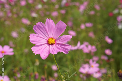 Colorful cosmos flowers bloom in the beautiful sunlight.
