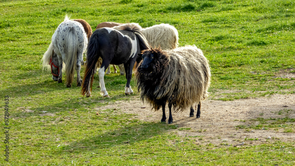 Polish heath sheep with a black head and light woolly fur stands on a ...